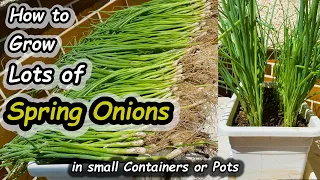 How to Grow Spring Onions (Scallions) in Containers Seed to Harvest