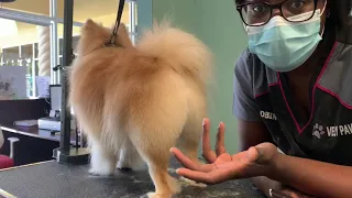 Full coated Pomeranian haircut