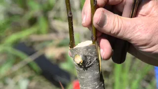 EarthWise: Episode Ten - Grafting 101, How to Graft a Pear Tree