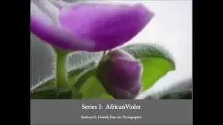 Series I:  African Violet