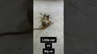 🐈 Little cat VS Big rat 😼 #shorts