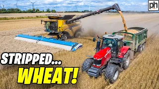 Stripping Wheat New Holland CR9.90 Combine Harvester #harvest2023 #agriculture