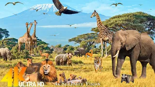 African Wildlife 4K (60FPS): Bwindi National Park - Scenic Wildlife Safari Film With Calming Music