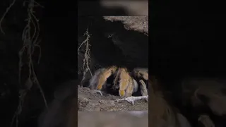 How the tarantula hunting 🕷️ #animals #insects #nature