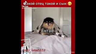 Какой отец такой и сын! 🐶