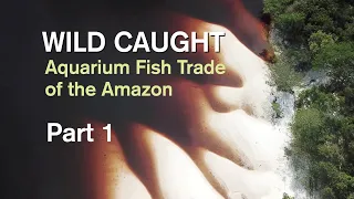 WILD CAUGHT: AQUARIUM FISH TRADE OF THE AMAZON - PART 1
