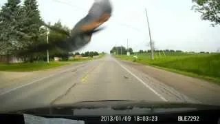 Bird Hitting my windshield