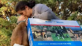 Woman Brought to Tears When She Receives Wheelchair For Disabled Dog