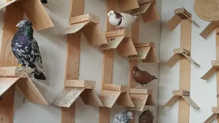 Armenian Pigeons