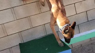 Just Monkey the dog! parkour