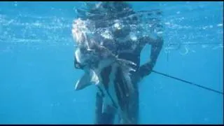 SPEARFISHING NZ - summer 2011