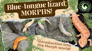 Blue-tongue lizard Morphs – A basic introduction