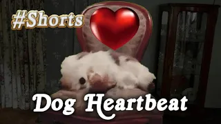 Dog Heartbeat Puppy Sleep Training. #Shorts #YoutubeShorts