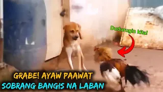 Sobrang Tapang, Mga Hayop na Nagkamali ng Kinalaban - Part 2