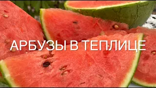 Арбузы в теплице. Как вырастить арбузы в холодном климате. Выращивание арбузов на севере.