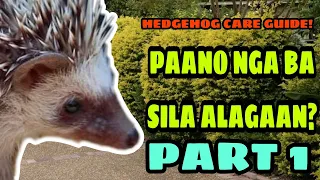 BASIC HEDGEHOG CARE SHEET PHILIPPINES (PART 1)