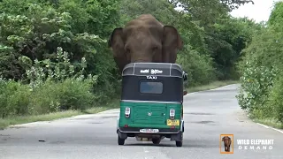 The wild elephant and the three-wheeler collide.