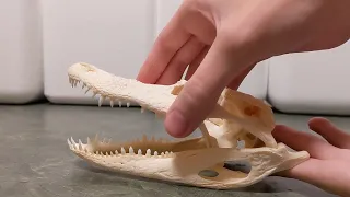 Have you ever wondered why you can tape an alligator's mouth shut?