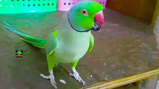 Cute And So Active Ringneck Talking Parrot