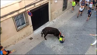 toro en cuerda chiva cogida enganchado a la cuerda por el pie