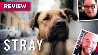 Stray MOVIE REVIEW | BFI London Film Festival 2020 | LFF