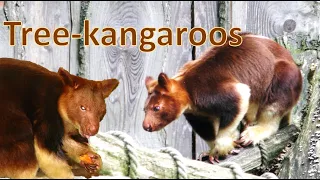 Tree Kangaroo's in Zoos