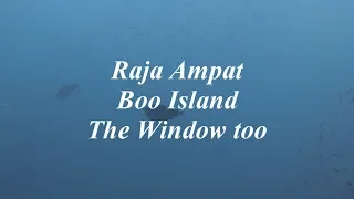 Raja Ampat - Boo Island - The Window too