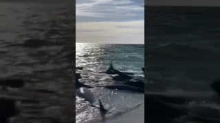Over 100 pilot whales stranded on beach in Australia