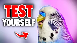 6 Signs You're a Bad Bird Owner