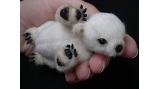 Baby polar bear learns to walk in small