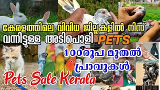 💝100രൂപ മുതൽ💙Pets sale kerala😻Fancy Pigeon💥Parava Pigeon😍Cat🥰Exotic Birds❤️Low Rate Pets Sale🤗Vlog❤️