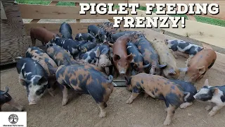 Pastured Pigs - Piglet Weaning