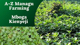 A-Z managu farming business in kenya|quick money mboga kienyeji farming|indegenous vegetable farming