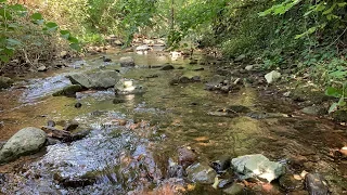 Ein Bach im Schwarzwald ⛏️ - Goldwaschen in Deutschland -[1]-