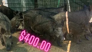 Trapped 14 hogs and sold them for 400 dollars with Muddyfeet