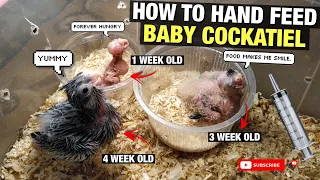 HOW TO HAND FEED COCKATIEL