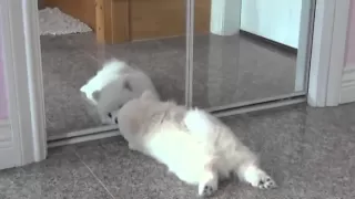 white pomeranian puppy first time seeing a mirror