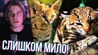 Хамстер смотрит: САМЫЕ РЕДКИЕ И ПРЕКРАСНЫЕ КОТЫ В ПРИРОДЕ | Реакция - AnyHamster