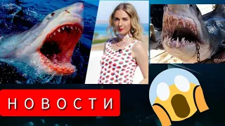 Египет:АКУЛА напала на женщину(туристка)#egynews #shark#египет #акула#женщина #новостисегодня#egypt