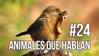 ANIMALES QUE HABLAN #24 🤣 CARLOS ROCA @carlosrocalocutor