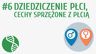 Dziedziczenie płci, cechy sprzężone z płcią #6 [ Genetyka ]