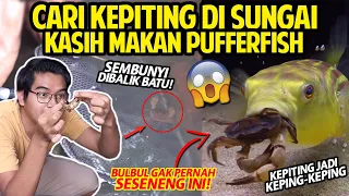 CARI KEPITING DI SUNGAI DEMI KASIH MAKAN IKAN BUNTAL FAHAKA! | FAHAKA PUFFERFISH VS CRABS!