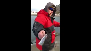 Baiting up with Herring in Norway