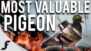 MOST VALUABLE PIGEON - Battlefield 1