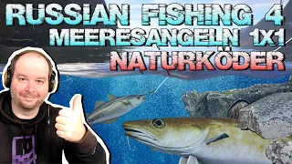 So fängst du mit Naturköder! Meeresangeln 1 mal 1! | Russian Fishing 4 | PantoffelPlays