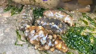 Found that sea cucumbers are gathering in piles, delicious ingredients