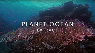 PLANET OCEAN [EN] Extract - Coral