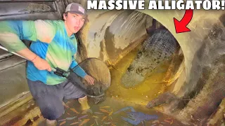 Netting Aquarium Fish in ALLIGATOR INFESTED SEWER!