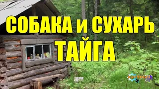 Жизнь в тайге | Собака и Сухарь | ТАЙГА