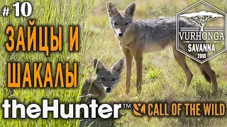 theHunter Call of the Wild #10 🔫 - Зайцы и Шакалы - Винтовка - Заяц, Шакал